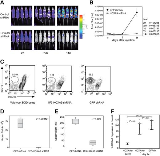Figure 6. Assessment of the effects of HOXA9 suppression in vivo using bioluminescent imaging. (A) Before transplantation, SEMK2 cells were transduced with either 1F3-HOXA9 shRNA or GFP control shRNA and injected intravenously 24 hours after transduction. Mice were imaged 2, 24, and 72 hours after injection and then weekly. (B) There was no significant difference in total body luminescence 2 hours after injection confirming that an equal number of treated cells was injected (P = .101). Repetitive longitudinal in vivo bioluminescent imaging at later time points revealed a significant difference of total body luminescence as early as 24 hours after transplantation (P = .036). Fourteen days after transplantation, the differences in total body luminescence reached a significant maximum (P = .001), shortly before the GFP shRNA–treated control group died of overt leukemia. (C) The degree of leukemic organ infiltration in both groups was assessed. The percentage of hCD19+/mCD45− SEMK2 cells was evaluated in spleens from wild-type SCID-beige mice that received 1F3-HOXA9–transduced or GFP-control–transduced cells. (D) The total number of human cells/spleen is graphed for both groups of mice. There is a 40-fold difference in total number of SEMK2 between groups (P = .001). (E) Spleen weights for are shown for mice that received either control or 1F3-HOXA9-transduced SEMK2 cells. (F) Analysis of HOXA9 expression in SEMK2 cells at the day of transplantation (day 0) confirmed efficient HOXA9 suppression (80%) in the 1F3-HOXA9 shRNA-treated group compared with control shRNA-transduced cells. Human cells were isolated from mice that received either control or 1F3-HOXA9 shRNA-transduced SEMK2 cells 14 days after injection, and the HOXA9 expression level was compared with SEMK2 cells growing in culture. The HOXA9 expression level at this time point was similar in the sorted SEMK2 cells from the 1F3-HOXA9shRNA group as in those sorted from the GFP shRNA control group (P = .244).