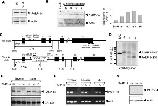Figure 1. Germ line gene disruption generates a loss-of-expression PARP-14 allele in mice. (A) Western blot analysis of CoaSt6/PARP-14 levels in T and B lymphocytes. Extracts from T and B lymphocytes, purified as described in “Northern blot RT-PCR,” were subjected to immunoblot analysis using affinity-purified antipeptide antibodies against CoaSt6 (PARP-14) or actin, as indicated. (B) Equal masses of protein in extracts from normal B cells or carefully excised primary tumor masses from 4 separate mice (1-4) were analyzed by Western blotting as described in panel A. Shown to the right is a bar graph of the results from quantitating the fluorescence intensity of the Western bands and normalizing to actin (PARP-14 was reproducibly increased with or without normalization). Similar results were obtained with cultured B-lymphoma lines (Figure S1). (C) Simplified map schematizing the normal and mutated PARP-14 alleles, EcoR1 restriction sites used for Southern blot analysis, and positions of hybridization probe and PCR primers used. Black boxes represent exons 1 to 4 and 8, E1 to E4 and E8, respectively; other portions of the locus downstream from intron 4 are omitted. Gene expression was disrupted by insertion of a splice-trap element containing an EcoR1 site; PARP-14 PCR primers flanked the insertion site in intron 1 (I1), which along with a splice-trap specific primer permitted unambiguous assignment of the allele on each chromosome. E8 primers used for RT-PCR also are diagrammed (sequences in Table S1). (D) Descendants were bred from founder lines established as described in “Generation of PARP-14–deficient mice.” Shown is an autoradiograph of Southern blots of EcoR1-digested genomic DNA from mice of indicated genotype (identified by PCR using the indicated I1-specific primers, sequences in Table S1) after probing with radiolabeled PARP-14 5′ sequences (gray rectangle in panel C) to reveal approximately 7.3-kb and approximately 5.7-kb bands (WT and mutated, respectively). (E) Total RNA isolated from thymus or lung of PARP-14+/+, PARP-14+/−, and PARP-14−/− mice, analyzed by Northern blots probed with radiolabeled PARP-14 (551 bp) or GAPDH DNA fragments. (F) RT-PCR using RNA isolated from lymphoid tissues of +/+, +/−, and −/− mice. The primer pair (downstream pair in panel C) detects sequences downstream from the gene disruption. (G) Immunoblot analysis of BAL2b/CoaSt6/PARP-14 and actin in splenocytes from WT and PARP-14−/− mice. Similar data were obtained with extracts of lung, and analysis of the full gel lane disclosed no evidence of a truncated form of the polypeptide.