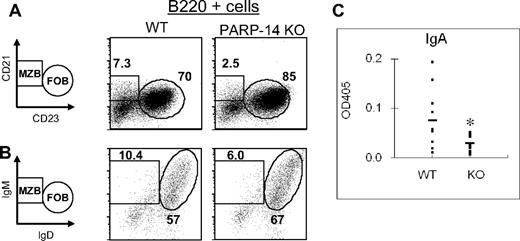 Figure 2. PARP-14 regulates the balance of B-cell subsets and contributes to the IgA response to antigen. (A,B) Single-cell suspensions of splenocytes were analyzed as described in “Flow cytometry and apoptosis assays.” Shown are representative FACS profiles of cells in the B220+ gate using (A) CD21 versus CD23 or (B) IgM versus IgD to define distinct marginal zone and follicular B-cell subsets (MZB and FOB, respectively). A reproducible increase in basal CD23 levels on the surface of PARP-14 FOB cells was incidentally noted. (C) Role of PARP-14 in promoting the IgA antibody response to antigen. WT and PARP-14–null mice (6 weeks; n = 12) were immunized with KLH followed by measurement of the KLH-specific IgA response using capture enzyme-linked immunosorbent assay. The results are shown as absorbance value from these assays (*P < .05).