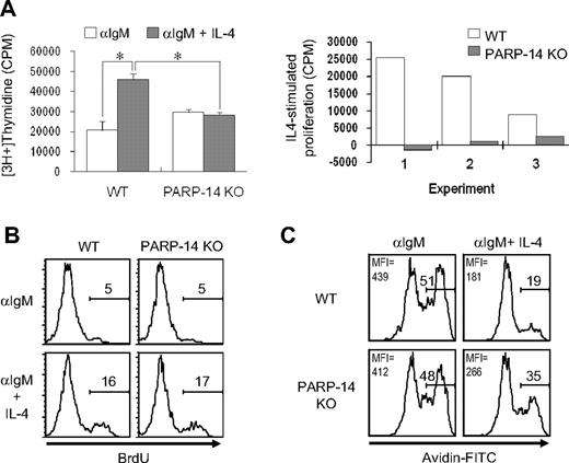 Figure 3. Role of PARP-14 in IL-4–stimulated proliferation. (A) Failure of anti-μ–stimulated B lacking PARP-14 to respond to IL-4 with increased proliferation. Thymidine incorporation into cells from WT and PARP-14–null mice 32 hours after stimulation with anti-IgM (1 μg/mL) or anti-IgM + IL-4. Data are shown both as mean (± SEM) cpm from an assay representative of 3 independent experiments (left panel) and as the net effect of IL-4 (IL-4–stimulated proliferation) in each of the 3 replicate experiments (right panel). Each error bar indicates SD. *P < .05, for difference between means for WT versus PARP-14–null samples in each case. (B) Normal G1/S-transition response of PARP-14 null B cells to anti-IgM plus IL-4. The same conditions for measurement of proliferation of anti-IgM + IL-4–stimulated B cells were used as in panel A, except that, instead of tritiated thymidine, cultures were pulsed with BrdU, surface stained to reveal B cells, and processed to determine the fraction of the B-cell population that incorporated BrdU. Shown are FACS profiles of anti-BrdU signal gated on B220+ cells from 1 experiment representative of 3 independent repeats; there also was no difference in the percentage of BrdU+ events in the B220(−) gate. (C) Anti-IgM–stimulated B lymphocytes depend on PARP-14 for survival signaling by IL-4. Splenocytes from WT and PARP-14 KO were cultured (20 hours) with anti-IgM (1 μg/mL) or anti-IgM + IL-4 (5 ng/mL), and analyzed by TUNEL. FACS profiles show TUNEL data (fluorescence intensity of avidin-FITC) from the B220+ gate in a representative experiment of 3 independent experiments. Inset numbers indicate both the percentage of events TUNEL-positive in the samples, and mean fluorescence intensity for the overall population.