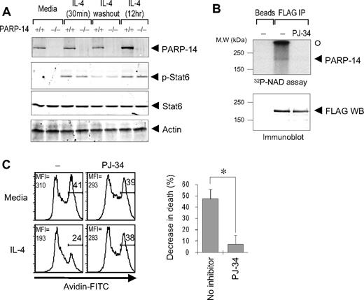 Figure 5. ADP ribosylation mediates survival signaling in B cells, and PARP-14 has intrinsic PARP activity. (A) Stat6 regulation is intact in PARP-14 KO cells. Splenocytes from WT (+/+) and PARP-14–null (−/−) mice were cultured in media, alone (−IL-4), stimulated with IL-4 (0.5 and 12 hours; +IL-4), or stimulated by IL-4 (30 minutes) followed by removal of IL-4 and further culture for 6 hours. (B) ADP-ribosyltransferase activity associated with PARP-14. Proteins from cells transfected with pcDNA3 or pcDNA3-FLAG-PARP-14 were immunoprecipitated, and bead-bound immune complexes were assayed for transfer of 32P-labeled ADP-ribose from NAD+ onto proteins in the presence or absence of the cell-permeable PARP inhibitor PJ-34 (1 μM). Shown are autoradiographs of the labeled proteins (top panel) and immunoblots to test protein expression levels (bottom panel) after resolution by SDS-PAGE. An arrowhead marks the position on the gel autoradiograph expected for full-length PARP-14 based on the Western blot; the radioactive material marked by a closed circle derived from nonspecific polymeric material generated by active PARP and trapped at the stacker/resolving gel interface. (C) Impaired survival signaling in B cells subjected to PARP inhibition. B cells were pretreated with PJ-34 (1 μM), during culture (20 hours) in the presence or absence of IL-4 and analyzed by TUNEL assays. Shown are FACS profiles in the B220+ gate (left, FACS profile) as well as a bar graph showing the mean (± SEM) percentage of cells rescued from apoptosis by IL-4 in the 3 independent replicate experiments (n = 3; *P < .05).