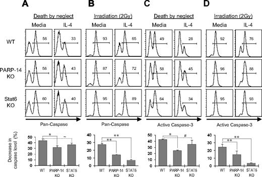 Figure 6. IL-4 inhibition of the caspase-3 pathway by a PARP-14–dependent mechanism. Splenocytes from littermate WT and PARP-14-null mice, along with age-matched Stat6-deficient counterparts, were cultured (20 hours) in medium with or without IL-4. (A) PARP-14 mediates repression of caspase activity by IL-4. Shown in top panels are FACS profiles of B220+ cells analyzed using a fluorophore-conjugated substrate of enzymatically active caspases. The bar graph in the bottom panel summarizes mean (± SEM) data on the protective effect of IL-4 in the experiments, calculated as in Figure 4. Additional statistical analyses confirmed that percentage of caspase-positive was higher in IL-4–treated PARP-14 KO samples than controls (40.3 ± 2.0 vs 31.3 ± 2.9; P < .05). (B) IL-4 acts on B cells with DNA damage to signal inhibition of caspase activity by a PARP-14–dependent mechanism. As in panel A, except that cells were γ-irradiated (2 Gy) before culture (20 hours) in the presence or absence of IL-4. (C) Suppression of caspase-3 activity in IL-4–treated B cells depends on PARP-14. As in panel A, except that the B cells were probed by intracellular staining with antibodies specific for the cleaved, activated form of caspase-3. (D) As in panel C, except that cells were irradiated (2 Gy) before culture with or without IL-4. All inset numbers represent the percentage of cells positive for the caspase signal (total activity or activated caspase-3); n = 4. *P < .05; **P < .01; ∼P = .07; #P = .14.