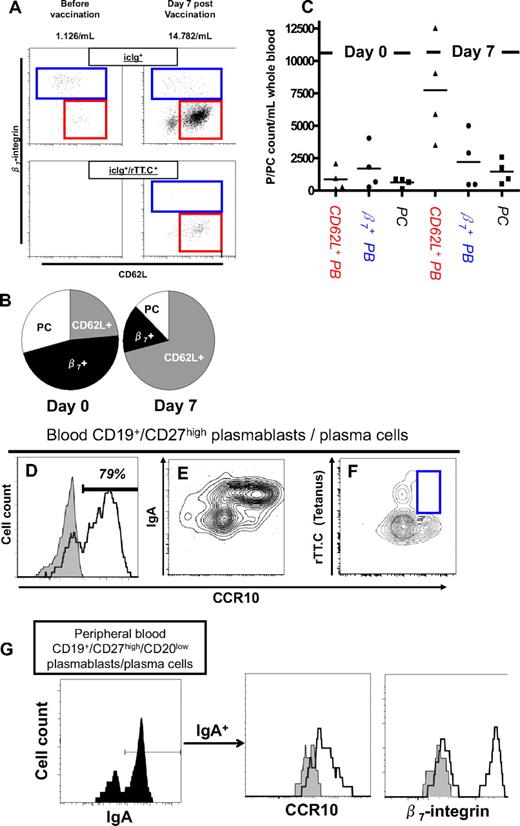 Figure 3. Steady-state plasmablasts/plasma cells express β7 integrin and the mucosal chemokine receptor CCR10, whereas vaccination-induced, antigen-specific plasmablasts express CD62L. (A) Expression of β7 integrin and CD62L of total intracellular Ighigh plasmablasts/plasma cells and antigen-specific plasmablasts from peripheral blood was assessed cytometrically before and 7 days after vaccination. The contribution of β7 integrin+, CD62L+, and β7-integrin−/CD62L− plasmablasts/plasma cells was analyzed in steady state and 7 days after tetanus/diphtheria vaccination relatively (B) and in absolute numbers (C). (D-F) Steady-state CD19+/CD27high plasmablasts/plasma cells were stained for CCR10 (open histogram) or with control mAb, staining 3% (± 1%) of the same cells (shaded histogram). In steady state, surface IgA and CCR10 were coexpressed on CD19+/CD27high plasmablasts/plasma cells, whereas vaccination-induced plasmablasts specific for rTT.C did not express CCR10 (96% were CCR10−, 2 donors), and the frequency of total CCR10+ plasmablasts/plasma cells was lower than in steady state. (G) Peripheral blood CD19+/CD27high/CD20low plasmablasts/plasma cells in steady state were stained simultaneously for surface IgA, CCR10, and β7 integrin (open histograms) or controls (shaded). A representative analysis of 1 of 5 blood samples is shown.