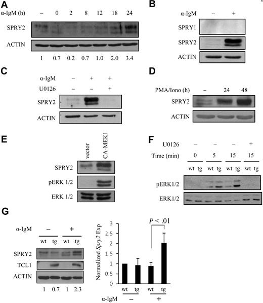 Figure 5. Induction of SPRY2 protein expression by CD40/BCR costimulation in B cells is ERK1/2 and TCL1 dependent. (A) SPRY2 protein expression in sorted WT B cells (pooled from 3 mice) stimulated with anti-CD40 Ab for 24 hours followed by costimulation with anti-IgM Ab for the indicated times. Freshly isolated splenic B cells before CD40 or BCR stimulations are shown in lane 1. The number beneath each lane shows the SPRY2 protein level normalized to the ACTIN level, as determined by densitometry. (B) SPRY1 and SPRY2 protein expression in WT B cells. Freshly isolated splenic B cells (pooled from 2 mice) before (−) or after stimulation (+) with anti-CD40 for 24 hours, followed by anti-IgM for 24 hours. Human embryonic kidney (HEK) 293T cells overexpressing SPRY1 or SPRY2 were used as positive controls (data not shown). (C) SPRY2 protein expression in WT B cells pooled from 2 mice costimulated as in panel B without (−) or with (+) U0126, a MEK1/2 inhibitor. (D) CD19-sorted human tonsil B cells were stimulated for the indicated times with phorbol 12-myristate 13-acetate and ionomycin, followed by Western blot. (E) Nalm-6 cells were infected with a retrovirus expressing a constitutively active form of MEK1 (CA-MEK1) or an empty vector control, followed by stable cell line establishment and Western blot. (F) ERK1/2 phosphorylation time course in WT (wt) and nonmalignant TCL1-tg (tg) splenic B cells costimulated by CD40/BCR without (−) or with (+) U0126. (G) SPRY2 protein expression in nonmalignant TCL1-tg (tg) or WT (wt) splenic B cells costimulated for 18 hours as in panel A. B cells were pooled from 2 TCL1-tg or 2 WT mouse spleens. The number beneath each lane shows the SPRY2 protein level normalized to the ACTIN level, as determined by densitometry. The mean and SD from this and a repeat experiment are plotted (right), normalized to the expression level for WT uninduced B cells. Data are representative of 2 (C-E), 3 (A,B,F), or 4 (G) independent experiments.
