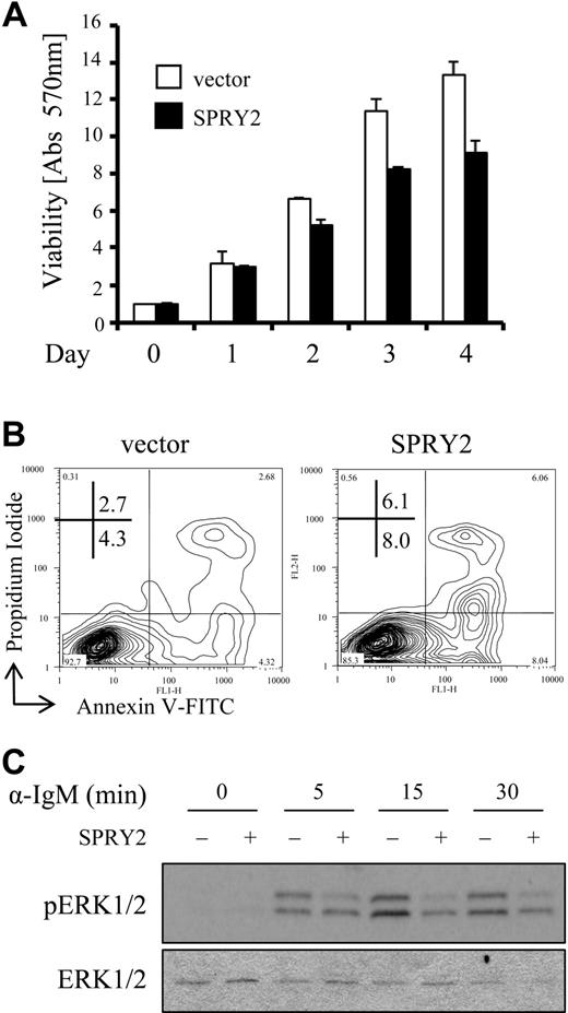Figure 6. SPRY2 overexpression decreases B-cell viability and reduces ERK1/2 signaling activity. (A) Nalm-6 cells infected with control (vector) or SPRY2-expressing retroviruses (SPRY2) were evaluated for viability by MTT assay over a 4-day time course. The data are from triplicate samples normalized to day 0 absorbance at 570 nm, which is set to 1.0. (B) Nalm-6 cells infected with control (vector) or SPRY2-expressing retroviruses (SPRY2) were evaluated for apoptosis by annexin V–FITC and propidium iodide staining with flow cytometry. (C) Nalm-6 cells infected with a control (−) or SPRY2-expressing (+) retrovirus were evaluated for ERK1/2 phosphorylation after anti-IgM stimulation. Data are representative of 3 (B,C) or 4 (A) independent experiments.