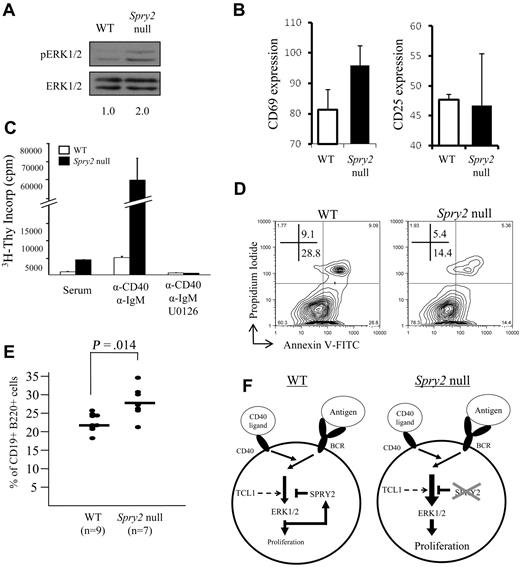 Figure 7. Inactivation of Spry2 increases ERK1/2-dependent B-cell proliferation and survival. (A) Freshly isolated Spry2-null or WT splenic B cells from sex-matched littermates were assessed for ERK1/2 phosphorylation by Western blot. (B) Spry2-null or WT B cells were assayed for CD69 (ERK1/2-dependent) and CD25 (ERK1/2-independent) expression after 16 hours of costimulation with anti-CD40 and anti-IgM Abs. The mean fluorescence intensity for each B-cell activation marker from 3 separate experiments as measured by flow cytometry after costimulation is shown. (C) 3H-thymidine incorporation by Spry2-null or WT splenic B cells from sex-matched littermates, stimulated with serum alone or with serum plus anti-CD40 plus anti-IgM costimulation in the presence or absence of the MEK 1/2 inhibitor, U0126. 3H-thymidine was added to the medium at 44 hours of incubation for a final 16 hours of labeling (60-hour total culture time). (D) Spry2-null or WT splenic B cells from sex-matched littermates were anti-CD40 plus anti-IgM costimulated and evaluated for apoptosis by annexin V–FITC and propidium iodide staining with flow cytometry. (E) Percentage of CD19+B220+ B cells determined by flow cytometry from the bone marrows of 7 poly-dI:dC-injected Mx1-Cre × Spry2fl/fl (Spry2-null), 6 poly-dI:dC-injected Spry2fl/fl (WT), and 3 1× PBS, (pH 7.4)-injected Mx1-Cre × Spry2fl/fl mice (WT). (F) Model illustrating SPRY2-mediated regulation of the ERK signal transduction pathway in mature peripheral B cells. The diagram on the left (WT) shows that BCR/CD40 signaling results in activation of ERK1/2, which in turn stimulates B-cell proliferation. However, it also induces expression of SPRY2 protein, which subsequently represses ERK1/2 pathway signaling and prevents excessive cell proliferation. The diagram on the right (Spry2-null) illustrates the consequences of loss of SPRY2 function, by either dense promoter DNA hypermethylation or gene knockout: repression of ERK1/2 pathway signaling does not occur, resulting in increased B-cell proliferation. TCL1 also enhances the ERK signaling pathway in response to BCR stimulation in mature peripheral B cells, which results in an increase in Spry2 protein expression. Data are representative of 2 (A), 3 (C), or 4 (B,D) independent experiments.