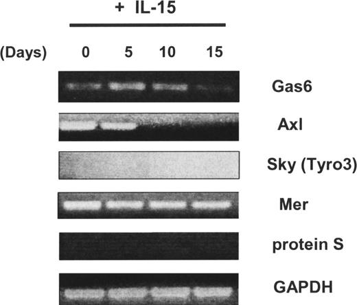 Figure 1. Expression of Axl family members and their ligands in human CD34+ HPCs. Isolated CD34+cells from human peripheral blood were cultured in the presence of IL-15 for 0, 5, 10, or 15 days. Then nonquantitative assessment of Gas6, Axl, Sky (Tyro3), Mer, protein S, and glyceraldehyde-3-phosphate dehydrogenase (GAPDH) mRNA expression was performed by RT-PCR. These results are representative of 2 experiments.