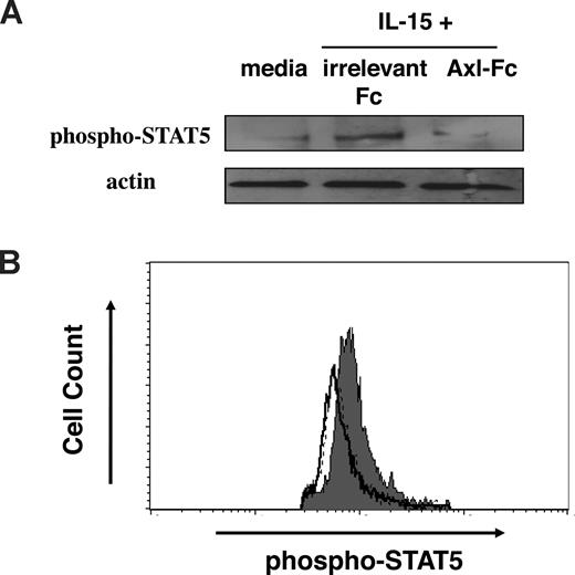 Figure 4. The Axl/Gas6 pathway is required for normal IL-15 signaling in human CD34+ HPCs. (A) CD34+ HPCs were isolated from human peripheral blood and treated with KL and FL for 5 days. Cells were washed, rested, and then treated with either irrelevant Fc or Axl-Fc in the presence of IL-15 for 30 minutes. Harvested cells were subject to Western blot to detect phospho-STAT5, and actin was used as a loading control. The figure is the representative of 2 similar experiments. (B) In a separate experiment, CD34+ cells were prepared and treated as described in panel A. Assessment of intracellular STAT5 phosphorylation using flow cytometry was performed while gating on CD34+ cells. Shown is 1 of 2 similar experiments. Dotted line represent media only; filled histogram, IL-15 + irrelevant Fc; open histogram, IL-15 + Axl-Fc. Dotted line and open histogram were indistinguishably overlapped.