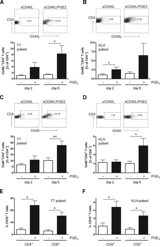 Figure 7. Enhanced expression of OX40L, OX40, and CD70 on T cells stimulated with PGE2-matured MoDCs. MoDCs were matured with sCD40L in the absence or presence of PGE2, pulsed with TT (A,C,E) or KLH (B,D,F), and cocultured with autologous PBMCs. On days 2 and 6 of the coculture, surface expression of OX40L (A,B), OX40 (C,D), and CD70 (E,F) was analyzed on CD3+CD4+ or CD3+CD8+ T cells by flow cytometry. (A-D) One representative experiment on day 6 is shown as dot plots; diagrams represent mean values and SEM for at least 5 independent experiments with different donors. (E,F) Mean values and SEM of at least 4 independent experiments at day 6 are presented. *P < .05; **P < .01.