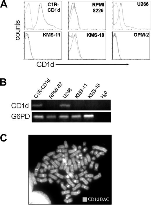 Figure 1. CD1d expression in myeloma cell lines. Expression of CD1d in 4 myeloma cell lines by: (A) flow cytometry (dotted line represents isotype; continuous line, CD1d) and (B) RT-PCR. G6PD is shown as an amplification control. (C) FISH analysis was used to identify genomic deletions encompassing CD1d in MCL using as a probe a BAC clone spanning the CD1d gene locus. KMS11 is shown here; similar results were seen in another 3 MCL.