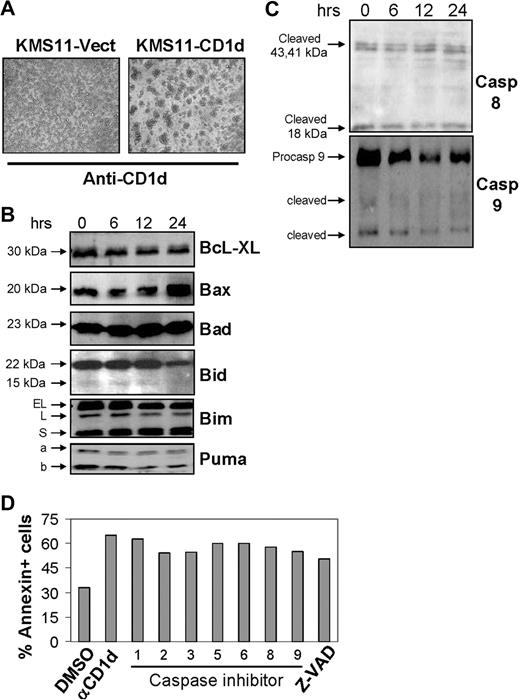 Figure 4. CD1d ligation induces cell aggregation, up-regulation of Bax, and caspase-independent cell death. (A) Treatment with anti-CD1d of KMS11-CD1d but not KMS11-vector cells induces cell aggregation. (B) Immunoblotting for various Bcl-2-related proteins at the indicated time points after treatment of the KMS11-CD1d cell line with anti-CD1d 42.1 mAb. (C) Immunoblotting for cleaved caspase 8 and 9. No difference in cleaved caspase 8 products compared with baseline was observed after treatment of KMS11-CD1d with anti-CD1d for the indicated time points; similarly, no cleaved caspase 9 higher than background was observed after treatment with anti-CD1d. (D) Cell death induced by CD1d ligation of KMS11-CD1d is not inhibited by various caspase inhibitors. Data shown in all panels are representative of 3 independent experiments with similar results.