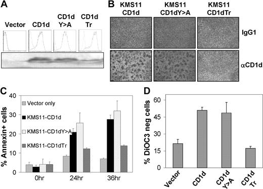 Figure 5. CD1d cytoplasmic tail structural requirements for CD1d-induced cell death. (A) The CD1d-negative KMS11 myeloma cell line was transduced with empty retroviral vector only, full-length of human CD1d cDNA, full-length CD1d cDNA in which the Y residue of the YXXZ motif was mutated to A (CD1dY > A) or cDNA encoding CD1d with truncated cytoplasmic tail (CD1dTr). CD1d expression by flow cytometry (top) and immunoblotting (bottom) is shown. (B) Role of cytoplasmic tail in myeloma cell aggregation. Aggregation of KMS11-CD1d, KMS11-CD1DY > A, and KMS11-CD1dTr cells at 12 hours after treatment with anti-CD1d or IgG control. (C) Cell death of KMS11-vector only, KMS11-CD1d, KMS11-CD1DY > A, and KMS11-CD1dTr cells as detected by annexin+ at 24 hours after treatment with anti-CD1d: P > .05 for KMS11-CD1d vs KMS11-CD1dY > A at 24 and 36 hours; P < .01 for KMS11-CD1d vs KMS11-CD1dTr at 24 and 36 hours; n = 5. (D) Mitochondrial membrane potential loss shown as DiOC3− cells in KMS11-vector only, KMS11-CD1d, KMS11-CD1dY > A, and KMS11-CD1dTr cells after treatment with anti-CD1d. Data shown represent mean plus or minus SEM of 3 independent experiments.