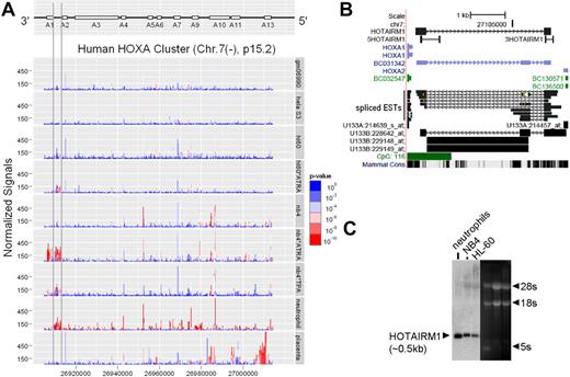 Figure 1. Identification of intergenic transcript HOTAIRM1 within the HOXA cluster. (A) Transcription mapping of the human HOXA cluster in myeloid cell lines and mature neutrophils was performed on Affymetrix ENCODE tiling arrays; each panel (labeled with cell type and conditions) presents data from at least 3 biologic repeats. Pseudo-median signals are color scaled by P value, as indicated in the right margin, to highlight the significant TARs. The median point (threshold for positive) was set to P = 10−5, based on visual inspection of well-aligned HOXA1 signals in NB4 cells. (B) Alignment of the sequence of HOTAIRM1 (mapped by 5′- and 3′-RACE), spliced ESTs, and HG_U13 probe sets with the human genome sequence for the intergenic region between HOXA1 and HOXA2 in the March 2006 human reference sequence (NCBI Build 36.1). Also shown are primer sites used for ChIP-PCR amplification of HOTAIRM1 (5′ sequence “5HOTAIRM1” and 3′ sequence “3HOTAIRM1”) in experiments presented in Figure 3. (C) Northern blot analysis shows HOTAIRM1 as a 0.5-kb RNA in NB4 and HL-60 myeloid leukemia cells and in human peripheral blood neutrophils.