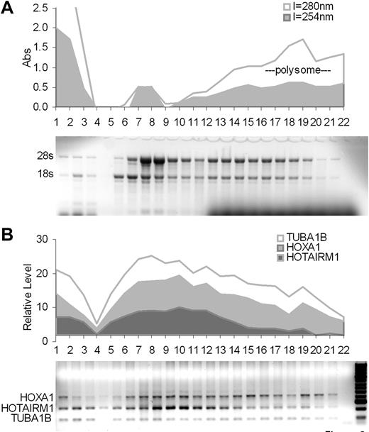 Figure 2. Polyribosome distribution of HOTAIRM1 and HOXA1 transcripts in ATRA-induced NB4 cells. (A) Polyribosome distribution among fractions from top to bottom (1-22) along the gradient of increasing sucrose density. (B) Multiplex RT-PCR analysis of HOTAIRM1 transcripts in gradient fractions, compared with the distributions of HOXA1 and α-tubulin (TUBA1B) mRNAs, as indicated.