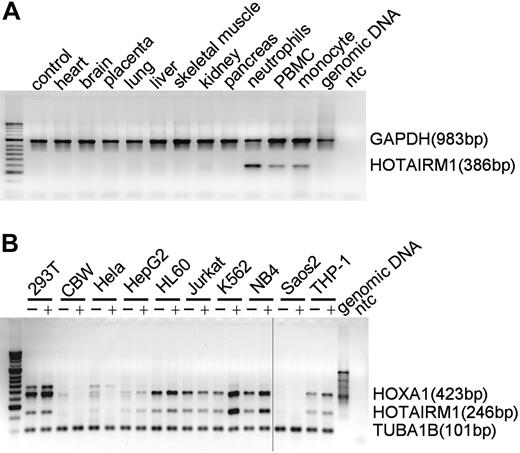 Figure 5. Tissue distribution of HOTAIRM1 expression. (A) Multiplex RT-PCR analysis of HOTAIRM1 and internal reference GAPDH transcripts on a multiple tissue human cDNA panel, with each tissue type indicated above the image of a representative agarose gel. (B) Multiplex RT-PCR analysis of HOTAIRM1 and internal reference TUBA1B (101 bp) transcripts on a multiple cell line panel, with each cell type and its treatment with ATRA (− indicates untreated; + indicates treated with 1 μM ATRA for 1 day) shown above the image of a representative agarose gel. Vertical line indicates the location of redundant lanes cropped from the gel image.
