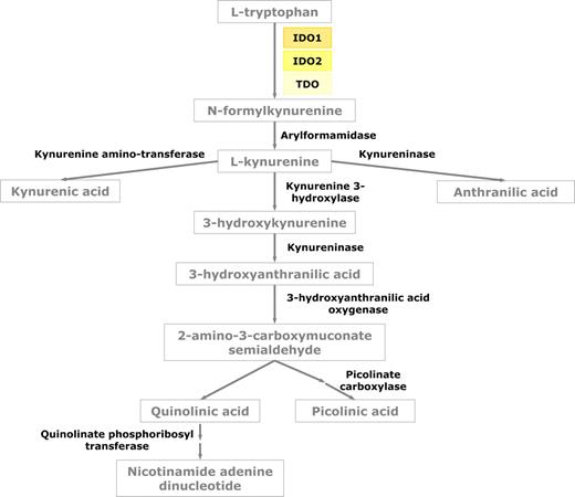 Figure 1. The kynurenine pathway of tryptophan metabolism.
