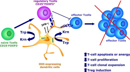 Figure 2. IDO-mediated tryptophan degradation by DCs results in multiple effects, including inhibition of T-cell proliferation, increased T-cell apoptosis, and de novo formation of Tregs. Proinflammatory signals, such as IFN-γ, as well as signals from T cells are known to induce IDO expression in DCs. In particular, CTLA-4 bound to the cell membrane of Tregs activates an IDO-dependent tolerogenic program in DCs. IDO expression by DCs results in inhibition of T-cell effector function, including proliferation and clonal expansion, and reduced survival. Moreover, IDO-expressing DCs may favor the emergence of CD4+CD25+Foxp3+ Tregs by the expansion/conversion from naive CD25−Foxp3− T cells.