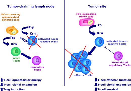 Figure 3. IDO protein is involved in the induction of tumor tolerance. IDO is up-regulated in both tumor cells (right) and in a subset of regulatory/plasmacytoid DCs within tumor-draining lymph nodes (left). At the tumor site, tryptophan degradation impairs the effector function of antigen-specific T cells and reduces the immune-mediated control of tumor growth. In tumor-draining lymph nodes, regulatory DCs create a tolerogenic microenvironment, where the presentation of relevant tumor antigens to developing T cells may be defective, which leads to reduced numbers of antigen-specific T cells and increased numbers of Tregs.
