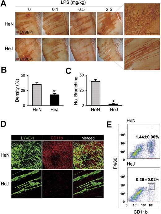 Figure 1. Comparison of LPS-induced lymphangiogenesis in HeN and HeJ mice and CD11b+ macrophage infiltration in the peritoneal side of diaphragm. (A) HeN and HeJ mice were treated intraperitoneally with the indicated doses of LPS for 7 days, and diaphragms were immunostained for LYVE-1 (brown) and visualized with DAB. Representative images of LYVE-1+ lymphatic vessels and lymphatic branching (black arrows) in the peritoneal side of diaphragm muscle. Right panels are higher magnifications of the black dotted rectangle and show lymphatic branching (n = 4). Scale bars indicate 300 μm. (B-E) HeN and HeJ mice were treated with LPS (0.5 mg/kg/day) intraperitoneally for 7 days. (B,C) Densities of LYVE-1+ diaphragmatic lymphatic vessels were measured in each given area (3.64 mm2); values were presented as a percentage per each area (n = 4). Numbers of LYVE-1+ lymphatic branching exceeding 50 μm in a given area (1 mm2) were counted and presented as the actual number per field (n = 4). Bars represent means plus or minus SD. *P < .05 versus HeN. (D) Diaphragms were double immunostained for LYVE-1 (green) and CD11b (red) and visualized with fluorescent dyes. Note the robust infiltration of CD11b+ macrophages in the diaphragmatic lymphatic vessels of HeN but not in HeJ mice (n = 3). Scale bars indicate 200 μm. (E) Whole diaphragms were harvested from HeN and HeJ mice, digested into single cells, and analyzed by flow cytometry. The number of CD11b+/F4/80+ macrophages that infiltrated into the diaphragm was presented as a percentage of the total cell number in the whole diaphragm. Data are presented as means plus or minus SD. Information on immunostaining and morphometric analysis is available in Document S1.