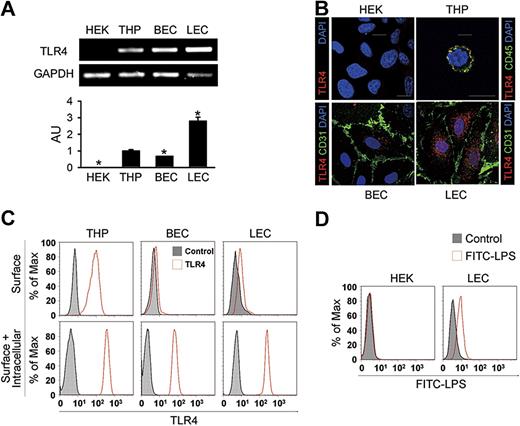 Figure 2. Elevated expression but intracellular localization of TLR4 in the primary cultured LECs. (A) Semiquantitative (top panel) and quantitative (bottom panel) RT-PCR analysis of TLR4 mRNA in cultured HEK-293A (HEK), THP-1 (THP), BECs, and LECs. Quantitative RT-PCR analysis is presented in arbitrary units (AU) after normalization to GAPDH, with THP set as 1. Bars represent means plus or minus SD (n = 3). *P < .05 versus THP. (B) Immunostainings of TLR4, CD45, or CD31, and DAPI nuclear staining in HEK, THP, BECs, and LECs. Scale bars indicate 10 μm. (C) Flow cytometric analysis of the distribution of TLR4 before permeabilization (top panel) and after permeabilization (bottom panel). (D) Flow cytometric analysis of the distribution of FITC-LPS in HEK and LECs. Independent flow cytometric analyses (n = 3-4) show similar findings.