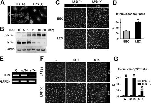 Figure 3. TLR4 in LECs is a functional receptor mediating LPS-induced NF-κB signaling. (A) p65 immunostaining (a subunit of NF-κB; green) in LECs in the absence (LPS−) and presence (LPS+) of LPS stimulation (50 ng/mL for 30 minutes). Scale bars indicate 10 μm. (B) Immunoblotting analysis for phosphorylated IκB-α, IκB-α, and β-actin proteins in LECs after LPS (50 ng/mL) stimulation for indicated times. (C,D) p65 immunostaining in BECs and LECs after LPS stimulation (500 ng/mL for 60 minutes). Scale bars indicate 100 μm. (D) Cells positive for p65 intranuclear staining were counted; the values are presented as a percentage of the total cell number. Bars represent mean plus or minus SD (n = 4). *P < .05 versus BECs. (E) TLR4 knock-down by siTLR4 (siT4) but not scTLR4 (scT4) was confirmed by semiquantitative RT-PCR in LECs. (F,G) LECs were transfected with C (control transfection), scT4, and siT4, stimulated with LPS (500 ng/mL for 60 minutes), and immunostained for p65. Scale bars indicate 100 μm. Cells positive for p65 intranuclear staining were counted and presented as a percentage of total cell number. Bars represent means plus or minus SD (n = 4). *P < .05 versus LPS−; #P < .05 versus scT4 plus LPS+.
