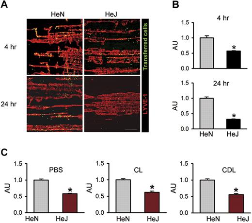 Figure 5. TLR4 signaling contributes to macrophage trafficking to the draining lymphatic vessels. The diaphragms were analyzed at 4 and 24 hours after intraperitoneal injection of LPS (0.5 mg/kg) and transfer of approximately 2 × 107 of CFSE-tagged peritoneal macrophages (green) into the peritoneal cavity. (A) Whole diaphragms were harvested and then immunostained with LYVE-1; LYVE-1+ diaphragmatic lymphatic vessels (red) and injected cells (green) were visualized. Scale bars indicate 200 μm. (B) The number of transferred cells (green) along the lymphatic vessel (red) was divided by the total area of LYVE-1+ lymphatic vessel in a given area (1 mm2). (C) At 3 days after intraperitoneal injection of PBS, CL (50 mg/kg), or CDL (50 mg/kg) into HeN and HeJ mice, LPS (0.5 mg/kg) and approximately 2 × 107 of CFSE-tagged peritoneal macrophages were injected intraperitoneally. After 4 hours, whole diaphragms were harvested. The number of transferred cells along the lymphatic vessel was divided by the total area of the LYVE-1+ lymphatic vessel in a given area (1 mm2). The values are presented as arbitrary units (AU) compared with the value from HeN mice as 1. Bars represent means plus or minus SD (n = 4). *P < .05 versus HeN.