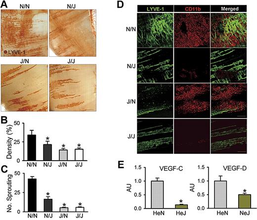 Figure 6. LEC-specific LPS-TLR4 signaling is critical in LPS-induced lymphangiogenesis. N/N, N/J, J/N, and J/J mice were treated with intraperitoneal injection of LPS (0.5 mg/kg per day) for 7 days; the diaphragms were then harvested, whole-mounted, and immunostained for LYVE-1 (brown; scale bars indicate 300 μm) (A) or coimmunostained for LYVE-1 (green) and CD11b (red) (D). Scale bars indicate 200 μm. (A,D) Note that the LPS-induced increase of lymphatic densities and branchings and infiltration of CD11b+ cells adjacent to lymphatic vessels of the diaphragm in N/N mice are largely abrogated in N/J mice. (B,C) Densities of the LYVE-1+ diaphragmatic lymphatic vessels were measured in each given area (3.64 mm2), and the values are presented as the percentage of total area of the field. The number of LYVE-1+ lymphatic branching exceeding 50 μm in length in each given area (1 mm2) was counted, and the absolute numbers are presented. Bars represent means plus or minus SD (n = 4). *P < .05 versus N/N. (E) The CD11b+ cells in the diaphragm of HeN and HeJ mice after LPS stimulation (0.5 mg/kg per day) for 5 days were collected and enriched by MACS. The VEGF-C and VEGF-D mRNA levels in CD11b+ cells were analyzed by quantitative RT-PCR. mRNA levels for each gene were normalized to GAPDH, and the values are presented in arbitrary units (AU) compared with the value from HeN mice set as 1. Bars represent means plus or minus SD (n = 4). *P < .05 versus HeN.