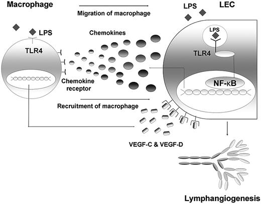 Figure 7. Schematic diagram on the role of TLR4 in LECs in the context of LPS-induced inflammation, resulting in lymphangiogenesis by chemotactic migration of macrophages that produce VEGF-C and VEGF-D. The LEC actively responds to LPS with intracellular TLR4 by secreting various chemokines, such as CCL2, CCL5, and CX3CL1. Here, NF-κB may contribute to the signaling pathway. The migrated and recruited macrophages, in turn, produce lymphangiogenic factors, such as VEGF-C and -D, resulting in robust lymphangiogenesis. Therefore, an active crosstalk connects LECs and macrophages in the context of LPS-induced inflammation, the process of which is under the control of TLR4 in LECs.