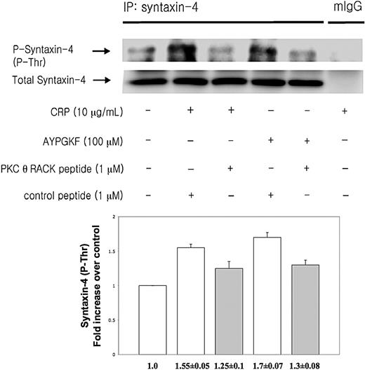 Figure 4. PKC-θ-mediated syntaxin-4 phosphorylation. Washed human platelets were stimulated with CRP (10 μg/mL) and AYPGKF (100 μM) at 37°C in the presence of PKC-θ RACK peptide or control peptide and then immunoprecipitated for syntaxin-4, and immunoblotted for phosphorylation on threonine residues of syntaxin-4. Normal mouse IgG served as a negative control. Phosphorylation data were quantified and analyzed in fold increase over control.