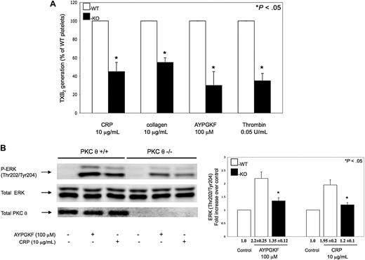 Figure 5. Role of PKC-θ on thromboxane generation and ERK phosphorylation. (A) Non–aspirin-treated mouse platelets separated from PKC-θ−/− mice (■) and WT littermates (□) were stimulated with collagen (10 μg/mL) and CRP (10 μg/mL) as well as AYPGKF (100 μM) and thrombin (0.05 U/mL) for 3.5 minutes at 37°C in stirring condition. Reactions were terminated and the generated TXB2 levels were measured. Data are presented as maximal percentage of TXB2 generated in the WT controls. Each bar is the average ( ± SD) of 3 experiments from 3 different donors. (B) Stimulated washed mouse samples were also analyzed by Western blotting using antibodies against antiphospho-ERK and total ERK as lane loading control. The phenotype of the mice was assured by probing the mice samples with total PKC-θ antibody. The Western blot shown is representative of results from 3 different donors. Phosphorylation data were quantified and analyzed in fold increase over control.