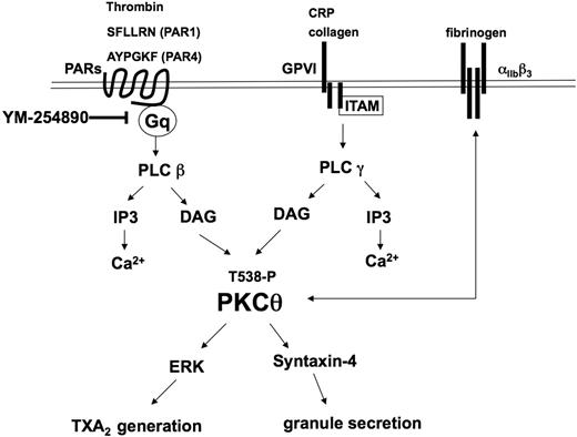 Figure 7. Model depicting the functional role of PKC-θ downstream of GPVI and PAR activation in platelets. Collagen and CRP act through GPVI, whereas thrombin, SFLLRN (PAR1), and AYPGKF (PAR4) act via PARs and cause activation of the Gq/PLC pathways. PLC activation leads to generation of IP3, which mobilizes calcium from intracellular stores. Increased DAG leads to the translocation to the membrane and subsequent phosphorylation of the threonine 538 residues on PKC-θ. Activated PKC-θ has a significant role in granule secretion via mediating syntaxin-4 phosphorylation and thromboxane generation via regulating ERK phosphorylation. Furthermore, PKC-θ is involved in both inside-out and outside-in αIIbβ3 signaling pathways.