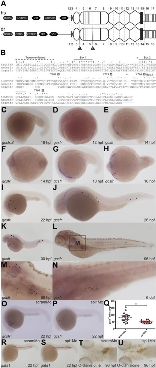 Figure 1. Characterization of zebrafish gcsfr. (A) Analysis of the zebrafish gcsfr gene locus. Schematic representation of human (hs) GCSFR and zebrafish (dr) gcsfr genes: showing conserved transcription factor binding sites for HOXA5 (black ovals), SPI1 (black hexagons), and members of the C/EBP family (black rectangles) within the promoter region (dashed line) upstream of the 5′UTR (black line). The domain structure of the encoded protein is superimposed onto the respective splicing pattern: leader sequence (white triangle), Ig-like domain (oval), CHD (round rectangle), with thin lines indicating cysteines and thick lines indicating WSXWS motif, FBN-like domains (hexagons), transmembrane domain (black rectangle), and intracellular domain (white rectangle), containing boxes 1, 2, and 3 (gray rectangles). Splice sites are shown as vertical gray dashed lines, with exons numbered, whereas splice site–targeted morpholinos are indicated by striped black lines and labeled black triangles. (B) Alignment of human (hs), mouse (mm), and zebrafish (dr) GCSFR intracellular domains. Identical (*), strongly conserved (:), and weakly conserved (.) residues are displayed. Conserved motifs are indicated: Transmembrane (dotted line), Boxes 1, 2, and 3 (black lines), mammalian intracellular tyrosines (black squares labeled with human residue numbers), and zebrafish intracellular tyrosines (gray circles). (C-N) Expression of zebrafish gcsfr during development. Whole-mount in situ hybridization of staged wild-type embryos with sense (C) or antisense (D-N) gcsfr probes at the times indicated. (O-Q) Role of spi1 in regulation of gcsfr-expressing cells. Embryos injected with scramMo (O,R,T) or spi1Mo (P,S,U) were probed with antisense gcsfr (O,P) and positive cells enumerated (Q; dashed red line indicates mean; red lines, 95% confidence interval; **P < .01 level of statistical significance), or with antisense gata1 (R,S), or stained with O-dianisidine (T,U).