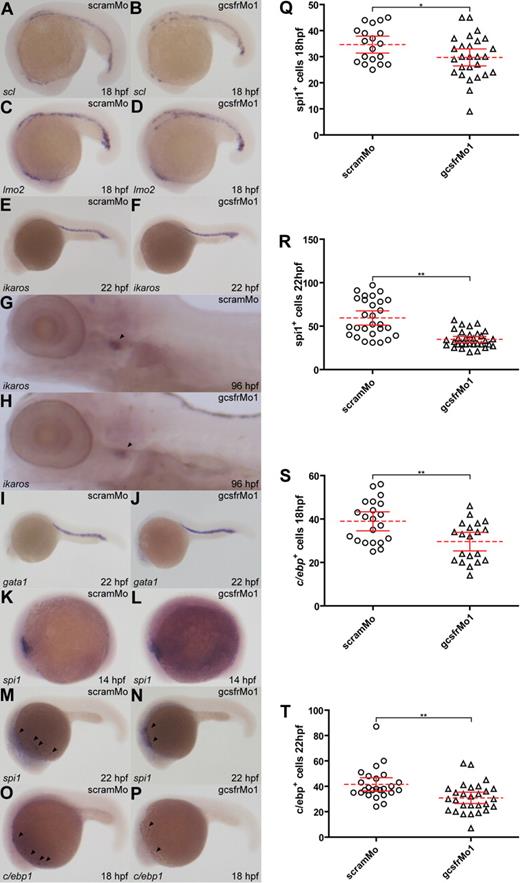Figure 2. Analysis of early hematopoietic, lymphoid, and erythroid populations in gcsfr morphants. (A-P) WISH analysis of embryos injected with scrambled morpholino (scramMo) or zebrafish GCSFR morpholino 1 (gcsfrMo1) at various time points using antisense probes to specific hematopoietic marker genes, as indicated. (Q-T) The total number of spi1+ or c/ebp+ cells from embryos injected with either scramMo or gcsfrMo1 were counted, with mean (dashed red line), 95% confidence interval (red lines), and level of statistical significance (*P < .05; **P < .01) indicated.