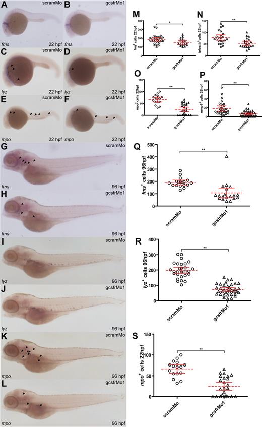 Figure 3. Analysis of myeloid cell populations in gcsfr morphants. (A-L) WISH analysis of embryos injected with scramMo or gcsfrMo1 at various time points using antisense probes to specific myeloid genes, as indicated. (M-S) The total number of cells positive for the indicated myeloid markers from embryos injected with either scramMo or gcsfrMo1 was counted, showing mean (dashed red line), 95% CI (solid red lines), and level of statistical significance (*P < .05; **P < .01).