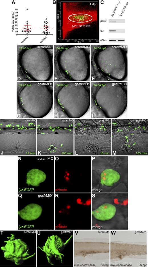 Figure 4. Functional analysis of gcsfr morphants. (A) Quantitation of TUNEL assay performed on 22-hpf embryos previously injected with either scramMo or gcsfrMo1. Only apoptotic cells on the yolk were counted, with the mean (dashed red line) and 95% confidence interval (red lines) indicated. (B) Fluorescence analysis of lyz::EGFP cells from 96-hpf embryos based on EGFP fluorescence, forward scatter (FSC), and side scatter (SSC) characteristics. (C) RT-PCR of various genes from total RNA extracted from lyz::EGFP-expressing fluorescence-activated cell sorting (FACS)–isolated cells. (D-I) In vivo visualization of lyz::EGFP cells at the developmental time points indicated in embryos previously injected with scramMo (D-F) or gcsfrMo1 (G-I). (J-M) Wounding-induced migration of lyz::EGFP cells in 72-hpf embryos that had been previously injected with scramMo (J,K) and gcsfrMo1 (L,M) at 15 minutes and 105 minutes after injury. (N-S) Phagocytosis assay of lyz::EGFP cells in 48-hpf embryos injected with pHrodo E coli BioParticle conjugate that had been previously injected with scramMo (N-P) or gcsfrMo1 (Q-S). Panels show separate EGFP (N,Q), rhodamine (O,R), and merged (P,S) images. (T,U) Three-dimensional isosurface reconstruction of lyz::EGFP cells on the yolk surface of 20-hpf embryos previously injected with scramMo (T) or gcsfrMo1 (U). (V,W) Myeloperoxidase staining of 96-hpf embryos that had been previously injected with scramMo (V) or gcsfrMo1 (W).