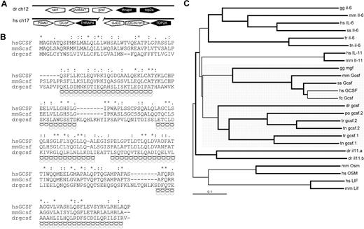 Figure 5. Characterization of zebrafish gcsf. (A) Synteny analysis of human GCSF and zebrafish gcsf gene loci. Pentagons represent genes showing their respective orientations: white indicates GCSF/gcsf genes; black, genes showing conserved synteny; and gray, nonsyntenic genes. (B) Alignment of human, mouse, and zebrafish GCSF sequences, as described in Figure 1. Predicted α-helical secondary structure is indicated for mammalian (black helices) and zebrafish (gray helices) sequences. Exons are indicated by alternating gray and white shading. (C) Phylogenetic analysis of GCSF and related cytokines from human (hs), mouse (mm), pig (ss), chicken (gg), cat (fc), fugu (tr), pufferfish (tn), and Japanese flounder (po) using the neighborhood-joining algorithm. Branches with a bootstrap value higher than 80% are bolded. GCSF sequences are highlighted by gray shading.