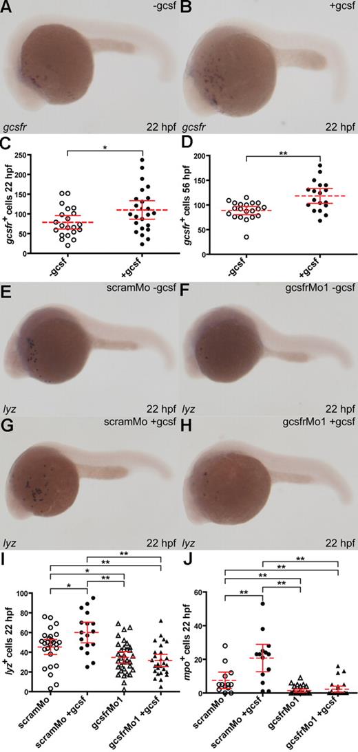 Figure 6. Functional interaction between zebrafish gcsf and gcsfr. (A-D) Enforced gcsf expression expands the gcsfr+ population. Embryos were either injected with capped gcsf mRNA (+gcsf) or sham injected (−gcsf) and probed with gcsfr (A,B). The total number of gcsfr+ cells with or without gcsf was analyzed at 22 hpf (C) or 96 hpf (D), with mean (dashed red line), 95% confidence interval (red lines), and level of statistical significance (*P < .05; **P < .01) indicated. (E-J) Enforced gcsf expression expands myeloid populations via gcsfr. Embryos were coinjected with combinations of either scamMo or gcsfrMo1 with or without capped gcsf mRNA, as indicated, and probed with lyz (E-H). The total numbers of lyz+ (I) and anterior mpo+ cells (J) at 22 hpf were analyzed as discussed for panels C and D.