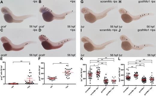 Figure 7. Zebrafish gcsf and gcsfr participate in emergency myelopoiesis. (A-F) LPS affects gcsf+ and gcsfr+ cell populations. Embryos at 48 hpf were injected with 5 μg/mL LPS (+lps) or not (−lps) and fixed 8 hours later, before WISH analysis with either gcsf (A,B) or gcsfr (C,D). Total populations of gcsf (E) and gcsfr (F) were analyzed with mean (dashed red line), 95% CI (solid red lines), and level of statistical significance (*P < .05; **P < .01) indicated. (G-L) LPS effects require gcsfr. Embryos were injected at 1- to 2-cell stage with either scramMo or gcsfrMo1, injected with or without LPS at 48 hpf, and collected 8 hours later, before probing with lyz (I,J). Cell count data of the total populations of lyz+ (K) and mpo+ (L) cells at 56 hpf were analyzed as described for panels E and F.