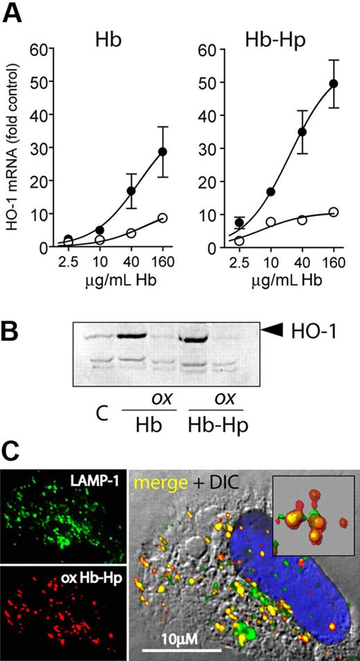 Figure 7. HO-1 expression following cell exposure to peroxide-treated and untreated Hb-Hp. (A) LightCycler quantification of HO-1 mRNA expression induced by oxidized and nonoxidized Hb and Hb-Hp in CD163-HEK cells after 8-hour incubation. Data were normalized for GAPDH expression and represent mean plus or minus SD from 3 independent experiments (● = nonoxidized; ○ = H2O2 treated). (B) HO-1 Western blot of CD163-HEK cell lysates after 12-hour incubation with oxidized (ox) or nonoxidized Hb/Hb-Hp. (c = nontreated cells.) (C) Subcellular localization of Hb 30 minutes after endocytosis of oxidized Hb-Hp (1-1) in CD163-HEK cells. Cells were stained with anti-Hb + Alexa 594 secondary antibody (red) and anti–LAMP-1 + Alexa 488 secondary antibody (green); nuclei were stained with DAPI (blue). The insert in the merged image demonstrates extensive colocalization of Hb with LAMP-1–positive lysosomes (colocalization appears yellow). Images were acquired with a Leica SP2-AOBS-UV confocal laser-scanning microscopy system (objective 40×/1.25, oil).