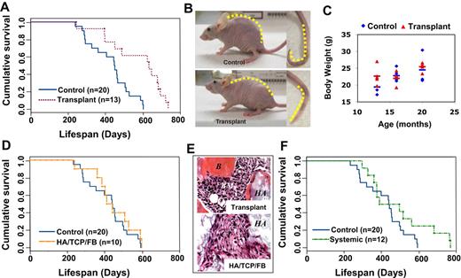 Figure 1. Subcutaneous transplantation of human BMMSCs extends life span in immunocompromised mice. (A) Kaplan-Meier analysis of survival. Recipient mice transplanted with subcutaneous human BMMSC using HA/TCP as a carrier vehicle (Transplant, n = 13) manifested a significantly increased life span compared with age-matched control immunocompromised mice (Control, n = 20; P < .05). (B) The natural aging phenotype of human kyphosis was observed in 6 of 9 aging control mice, shown here as extreme curvature of the vertebrae and tail, although not in transplantation mice (n = 15). (C) Body weight at indicated months showed no significant difference between control and transplant recipients. Bars represent the means. (D) When human skin fibroblasts were transplanted subcutaneously using HA/TCP as a carrier (HA/TCP/FB), there is no increased life span in the recipients (n = 10; P = .391). (E) Newly formed bone (B) and bone marrow (BM) were found in the BMMSC transplants (Transplant) at 8 weeks after transplantation. However, the fibroblast group (HA/TCP/FB) failed to form new tissue and only showed connective tissue (CT) around HA/TCP particles (HA) by hematoxylin and eosin staining. (F) When human BMMSCs (106) were infused into immunocompromised mice (n = 12) via tail vein, there was no consistent increase in life span extension (P > .05) compared with the control group.