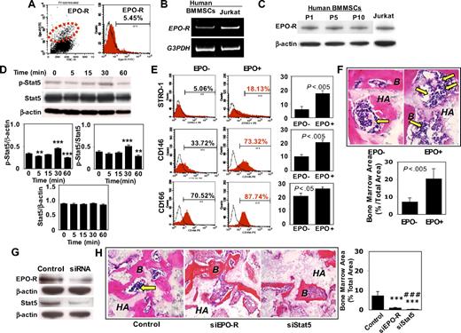 Figure 2. EPO-R is a progenitor marker of human BMMSCs and mediates bone marrow organization in vivo. (A) Flow cytometric analysis revealed that a small percentage (5.54%) of BMMSCs expressed EPO-R. (B) RT-PCR analysis confirmed EPO-R gene expression in BMMSCs. Jurkat cells were used as a positive control for EPO-R expression. (C) Western blot analysis further confirmed that BMMSCs express EPO-R at passages 1, 5, and 10 (P1, P5, and P10). (D) rhEPO treatment (0.1 U/mL) for the indicated time (minutes) induced a significantly up-regulated expression of phospho-Stat5 in BMMSCs at 30 minutes compared with either β-actin or Stat5 (n = 3). However, expression level of Stat5 showed no significant change (n = 3). (E) STRO-1+, CD146+, and CD166+ BMMSCs were significantly increased in the rhEPO treatment group (EPO+) compared with the untreated group (EPO−; n = 3). (F) rhEPO (0.1 U/mL)–treated BMMSCs (EPO+) were capable of inducing active hematopoietic marrow formation (arrows) when transplanted into immunocompromised mice with HA/TCP (HA) as assessed by hematoxylin and eosin staining. B indicates bone. Original magnification ×400. Bars represent SD (EPO+, n = 3; EPO−, n = 3). Semiquantitative analysis showed that EPO treatment resulted in a significantly increased bone marrow formation in the BMMSC transplants compared with untreated control BMMSCs. (G) Western blotting analysis confirmed a significant inhibition of EPO-R and Stat5 expression in BMMSCs transfected with siRNA targeting EPO-R and Stat5, respectively. (H) Loss of function of EPO-R and Stat5 resulted in inhibition of bone marrow (arrow) formation in 8-week-old BMMSC transplants compared with the nonspecific siRNA-transfected transplant (Control). HA indicates HA/TCP. Original magnification ×200. Bars represent SD (Control, n = 3; EPO-R, n = 3; Stat5, n = 3; ***P < .005 vs Control; #P < .05 vs EPO-R; ###P < .005 vs EPO-R).