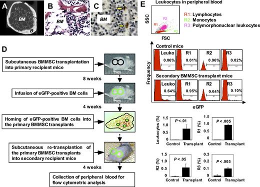 Figure 3. Subcutaneous transplantation of human BMMSCs reconstitutes active hematopoiesis in adult immunocompromised mice. (A) Micro-computed tomography analysis revealed that bone (B) and bone marrow elements (BM) regenerated in 8-week BMMSC transplants. Original magnification ×200. (B,C) Long-term (12 months) engraftment of BMMSC-mediated bone/marrow formation in subcutaneous transplants showing organized bone (B) and bone marrow components (BM) by hematoxylin and eosin staining (B) and BrdU label retaining assay showing BrdU-positive cells (arrows) in the bone marrow (BM) compartment for 14 weeks after labeling (C). Original magnification ×200. (D) A scheme of eGFP+ mouse bone marrow (BM) cells homed to the BMMSC-generated bone/marrow organs. BMMSCs were transplanted subcutaneously into immunocompromised mice (top panel). Eight weeks after transplantation, eGFP+ BM cells were injected through the tail vein of the primary transplant recipient (second top panel). The eGFP+ BM cells homed to the bone marrow niche in the primary BMMSC transplants (third top panel). Four weeks later, the primary BMMSC transplants were removed as donor transplants for secondary transplantation (fourth top panel). Four weeks after secondary transplantation, peripheral blood was collected for flow cytometric analysis (bottom panel). (E) The secondary transplantations were capable of supplying hematopoietic cells in the circulation of the recipients (n = 3) at 4 weeks after transplantation. Flow cytometric analysis revealed the existence of eGFP lymphocytes, monocytes, and polymorphonuclear leukocytes in peripheral blood leukocytes (PBLs). PBLs of the nontransplanted mice were used as negative controls. An average of 3 mice per group was used in the analysis of each cell subset. Comparative analysis of each cell subset was determined and statistically analyzed (Control, n = 3; Transplant, n = 3; leukocyte percentage, P < .01; R1, P < .005; R2, P < .05; R3, P < .005). Data are representative of 3 independent experiments.