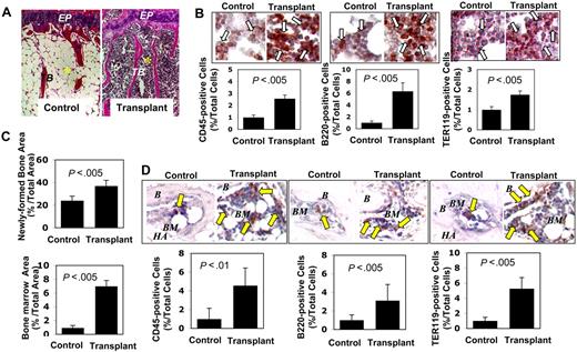 Figure 4. Subcutaneous transplantation of human BMMSCs rescues bone marrow elements. (A) Representative femur sections showed increment of trabecular bone in 3 BMMSC transplant recipient mice at 16 months of age (Transplant) compared with the untreated age-matched littermates (Control; n = 3). Abundant red marrow elements, characteristic of increased hematopoietic cells, were observed in the transplant recipients compared with the fatty, acellular marrow compartment in the control mice. EP indicates epiphyseal cartilage; TB, trabecular bone. *Bone marrow. Original magnification ×200. (B) Immunohistochemical staining showed numerous CD45+, B220+, and TER119+ cells (open arrows) in the femur bone marrow of recipient mice (Transplant, n = 3) compared with the age-matched control mice (Control, n = 3). Bars represent SD. (C) BMMSCs isolated from mice that received subcutaneous BMMSC transplants (n = 3) were transplanted into new immunocompromised recipients mice using HA/TCP (HA) as a carrier. At 8 weeks after transplantation, the transplants showed significantly increased bone (top panel) and bone marrow (bottom panel) formation compared with the BMMSC transplants from control mice (n = 3). Bars represent SD. (D) Immunohistochemical staining showed increased CD45+, B220+, and TER119+ cells (arrows) in the ectopic bone marrow compartment (BM) generated by BMMSCs from the mice received subcutaneous BMMSC transplants (Transplant; n = 3) compared with the ectopic bone marrow compartment (BM) generated by BMMSCs from regular mice (Control, n = 3). B indicates bone; HA, HA/TCP. Bars represent SD.