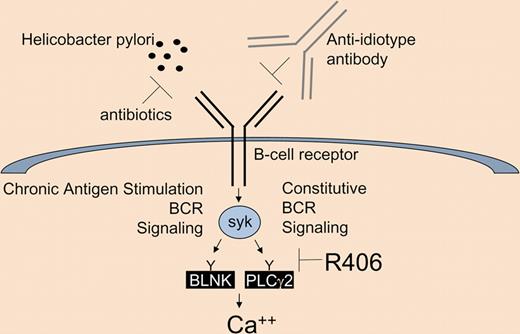 There are 2 qualitatively different signals from the B-cell receptor (BCR; a constitutive one, and one associated with antigen stimulation), both transduced by the tyrosine kinase syk, eventually resulting in a robust calcium response. BCR signaling can be inhibited by removing the antigen (eg, Helicobacter pylori), directly targeting the BCR (eg, anti-idiotype antibodies), or by inhibition of the critical mediator, syk (eg, with the tyrosine kinase inhibitor R406).