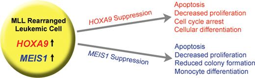 Leukemias arising from MLL translocations have a characteristic signature of increased HOXA9 and MEIS1 expression. Maintenance of the leukemic state requires continued expression of both genes. Knockdown of either HOXA9 or MEIS1 expression results in a loss of leukemogenic potential.