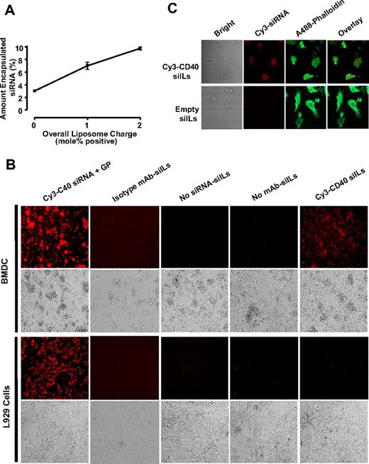 Figure 2. siILs can specifically target DCs in vitro. (A) siRNA encapsulation efficiency within liposomes. The entrapment efficiency of siRNA within neutral and positively charged liposomes was determined using an initial 250 μg amount of Cy3-labeled siRNA. Mass spectrofluorometry (excitation/emission 550/570) was used to measure the encapsulation efficiency of fluorescent siRNA within liposomes formulated using increasing amounts of the positive lipid DDAB. (B) Specific binding of siILs to dendritic cells. BMDCs were incubated for 30 minutes at 4°C with 1 mol/dL positive, DC-specific siILs containing Cy3-labeled CD40 siRNA. Cells were washed and imaged. Cy3-CD40 siRNA was complexed with GP, a commercial transfection reagent, and used as a positive control treatment. Isotype IgG conjugated siILs, or siILs lacking Cy3-CD40 siRNA (Empty siILs), or the no DC-targeting mAb (siRNA liposomes) were used as negative controls. A cell line (L929) that does not express DEC-205 was also used as a negative control. The specificity of siIL binding was determined by epifluorescence microscopy. (C) Confocal imaging of siIL binding to dendritic cells. BMDCs were fixed, permeabilized, stained with Alexa 488–phalloidin, and incubated with empty or Cy3-CD40 siILs for 15 minutes at room temperature. Unbound siILs were washed off using PBS, and cells were imaged by confocal microscopy with a 40× objective.