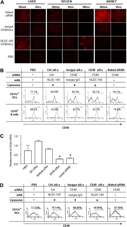Figure 4. Silencing DC expression of CD40 in vivo by CD40 siIL. (A) Organ distribution of CD40 siIL. Mice were intravenously injected with 15 μg naked Cy3-siRNA, isotype IgG-coupled Cy3-siILs, NLDC-145-coupled Cy3-siILs, or with PBS. Liver, spleen, and kidney organs were collected at 20 minutes and 4 hours after siRNA injection. Frozen organ sections were analyzed using fluorescence microscopy. (B) In vivo CD40 gene silencing determined by flow cytometry. Mice were treated with siILs and control reagents as described in panel A. At 48 hours after treatment, splenic CD11c+ DCs and CD19+ B cells were isolated using magnetic-activated cell sorter beads. Cells were stained with Cy5PE-labed anti-CD40 mAb, and the expression of CD40 was detected by flow cytometry. (C) In vivo CD40 gene silencing was determined by quantitative PCR. Splenic CD11c+ DCs from panel B were used for extraction of total RNA. CD40 gene expression at the mRNA level was determined by quantitative PCR as described in “Quantitative polymerase chain reaction.” (D) In vivo CD40 gene silencing on day 12. Mice were treated with siILs as described in panel A. The splenic CD11c+ DCs were isolated on day 12 after siIL treatment. The CD40 expression was determined by flow cytometry as described in panel B. Data presented are representative of 4 independent experiments. Fluorescence-activated cell sorter data and PCR results are representative of 3 or 4 independent experiments with 3 or 4 mice enrolled in each group. *P < .05.