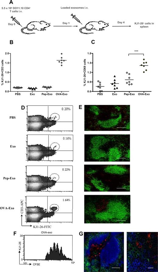 Figure 3. Only indirectly loaded exosomes are able to stimulate OVA-specific T-cell proliferation in vivo. (A) BALB/c mice were adoptively transferred with a total of 5.5 × 106 purified CD4+ T cells from DO11.10 mice and immunized either with PBS or 50 μg unloaded (Exo), directly (Pep-Exo) or indirectly (OVA-Exo) loaded exosomes. After 3 days of immunization, the percentage of (B,D) KJ1-26+/CD3+ or (C) KJ1-26+/CD69+ DO11.10 cells per spleen was determined by flow cytometry or (E) the spleens were sectioned and stained with KJ1-26 (DO11.10 T cells; red) and anti-B220 (B cells; green). The pictures shown are representative of 2 independent experiments. Bar represents 150 μm. For panel C, ***P < .001. (F) Splenocytes from DO11.10 mice were stained with CFSE and adoptively transferred to the BALB/c mice followed by OVA-Exo injection the day after. Spleens were taken 3 days later, and CFSE division was assessed in the flow cytometry. A representative experiment with 1 mouse of 4 is shown. (G) Spleen sections from mice adoptively transferred with DO11.10 CD4+ T cells and immunized with OVA-Exo were also stained with KJ1-26 (DO11.10 T cells; red), anti-B220 (B cells; pseudo-colored blue) and anti-CD11c (DCs; green). Original magnification: left, ×20; bar represents 150 μm; right, ×100; bar represents 15 μm.
