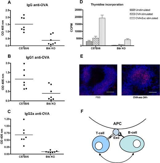 Figure 7. Btk-deficient mice show abrogated production of antibodies and splenocytes proliferation compared with the wild-type control. C57BL/6 and Btk-deficient mice were primed intravenously with 50 μg per mouse with OVA-Exo and boosted with the OVA protein 4 weeks later. Sera were collected 7 days after boosting, and the presence of OVA-specific (A) IgG and (B) IgG1, and (C) IgG2a antibodies was detected by ELISA using serial dilution of the sera. Results are expressed as optical density at 1:900 serum dilutions. Individual data and mean are presented (n = 7 per group). (D) Splenocytes from the aforementioned boosted mice were restimulated in vitro with OVA or OVA-Exo for 48 hours, and proliferation was detected by thymidine incorporation assay. (E) Spleen sections from mice immunized with OVA-Exo stained with anti–FDC-M2 (follicular dendritic cells; red) and anti-B220 (B cells; pseudo-colored blue). Bar represents 150 μm. (F) A proposed model describing the mechanism of how indirectly loaded exosomes facilitate interaction between B and T cells for efficient activation of the immune response. APC indicates antigen-presenting cell; Exo, exosome.
