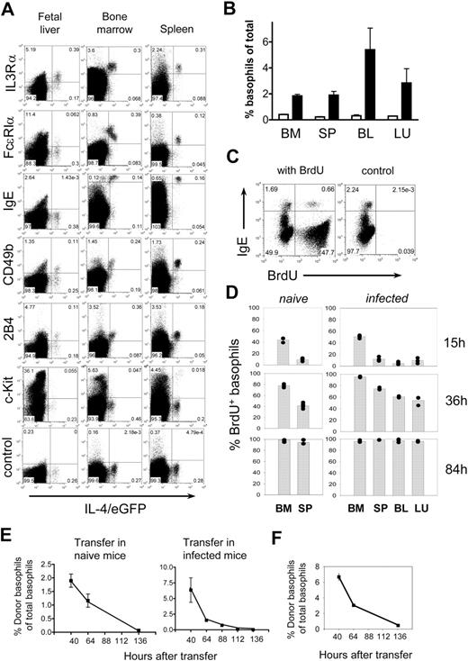 Figure 2. Basophil development and turnover. (A) Expression of surface markers on developing basophils. Dot plots of embryonic day 16.5 fetal liver samples from 4get mice were gated on Ter119-−Siglec-F− cells to gate out eosinophils (Siglec-F+) and erythroblasts (Ter119+), whereas bone marrow cells and splenocytes were gated on CD4− and Siglec-F− cells in a FSCloSSClo gate that excludes mast cells (Figure S3). Since Th2 cells, natural killer (NK) T cells, eosinophils, mast cells, and basophils are the only cell types that express IL-4/eGFP in 4get mice, this gating strategy leaves only basophils in the IL-4/eGFP+ population. The experiment has been repeated with comparable results. (B) Frequency of basophils (defined as indicated in Figure S5) in bone marrow (BM), spleen (SP), blood (BL), and lung (LU) of 4get mice before (□) or 9 days after (■) infection with N brasiliensis. (C) Detection of incorporated BrdU in basophils (IgEhi cells) of BALB/c mice by flow cytometry. For panels A and C, the numbers in the quadrants indicate the frequency of each population. (D) BrdU incorporation in basophils (IgE+B220− cells) of naive (left) or N brasiliensis–infected BALB/c mice (right) at indicated time points after BrdU administration with 3 to 5 mice per group. The graphs show pooled results from 2 independent experiments. Each dot represents 1 mouse. (E) Kinetics of disappearance of transferred basophils from 4get mice in naive (left) and N brasiliensis–infected BALB/c mice (right). Graphs show the mean plus or minus SD of 3 individual mice from 2 independent experiments. (F) Decline of transferred basophils in the lung of N brasiliensis–infected BALB/c mice. The graph shows the mean of 2 mice per timepoint.